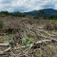 Illustration for article titled How Drug Trafficking Worsens the Problem of Deforestation